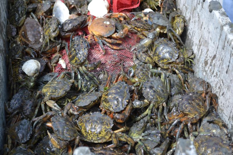 In green crabs, a familiar foe Boothbay Register